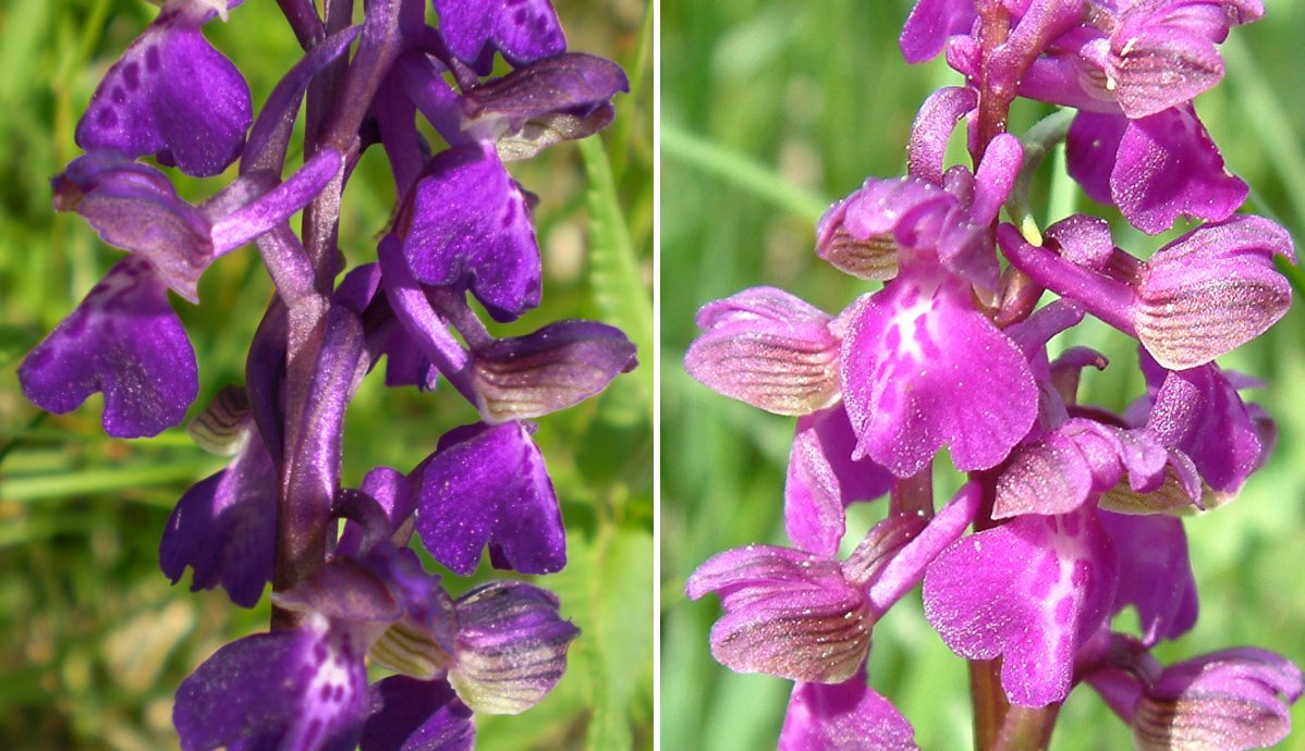 Ultime orchidee per quest''anno - Dalla Grecia con passione